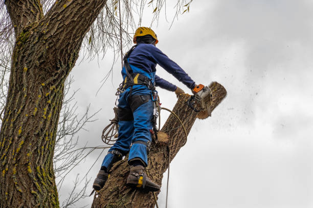 Mulching Services in Baileyton, AL